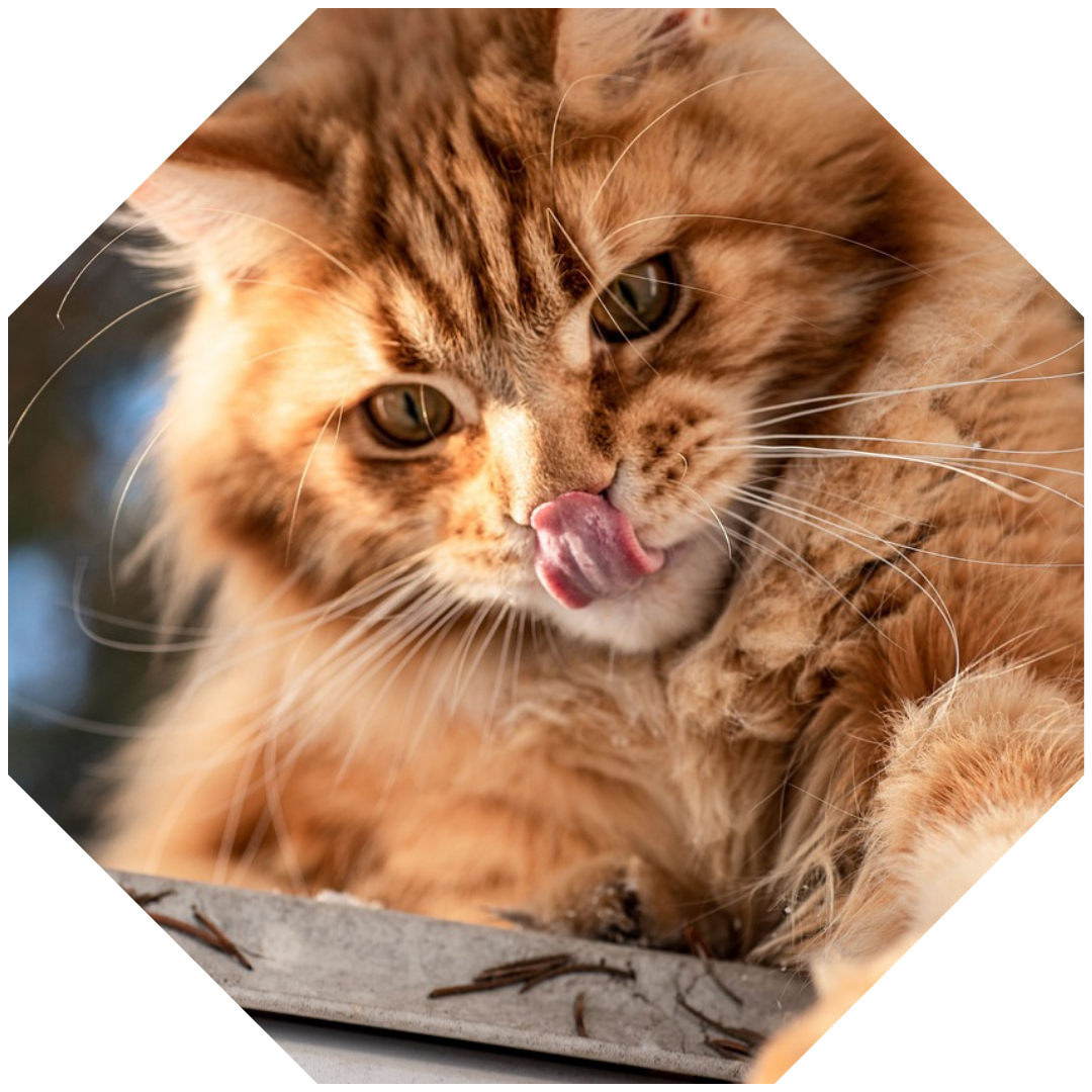 Carina Gansfusz-Halper